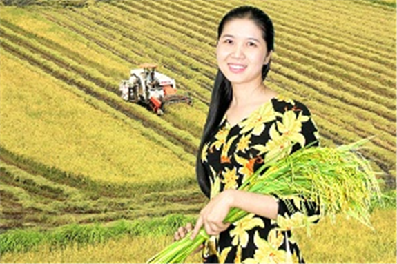 Lúa gạo chất lượng cao Hậu Giang