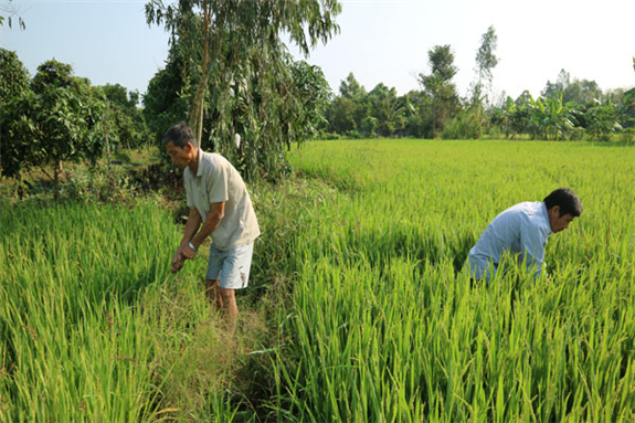 Ảnh: Cán bộ khuyến nông cùng chăm sóc lúa với nông dân