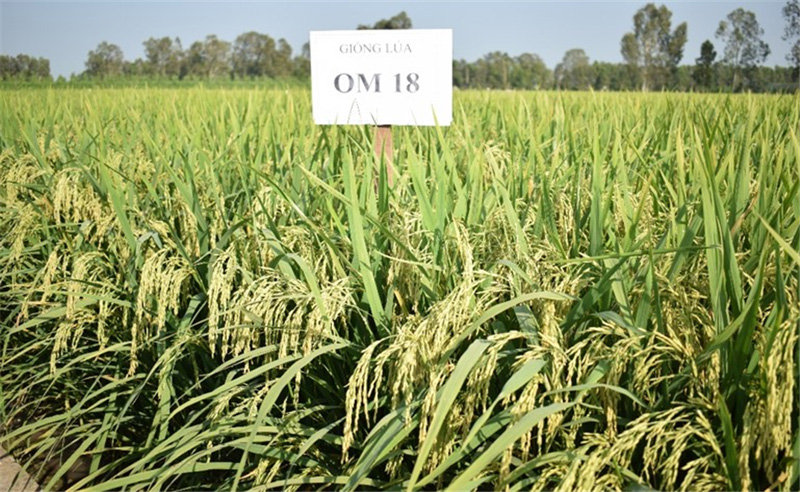 Hình: Giống lúa OM 18 thích nghi nhiều vùng đất đặc biệt là vùng đất nhiễm mặn