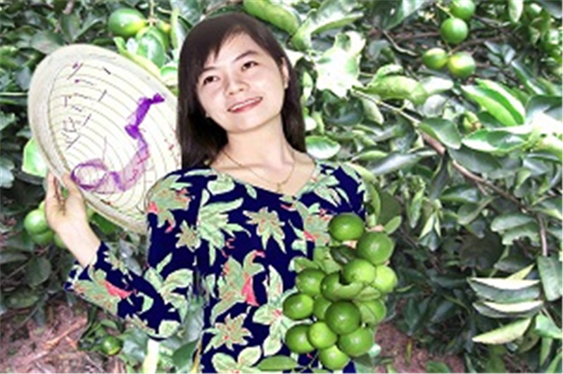 Chanh không hạt - một trong những loại trái cây chủ lực của tỉnh Hậu Giang.