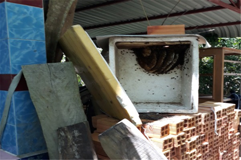Tận dụng thùng xốp để nuôi ong lấy mật