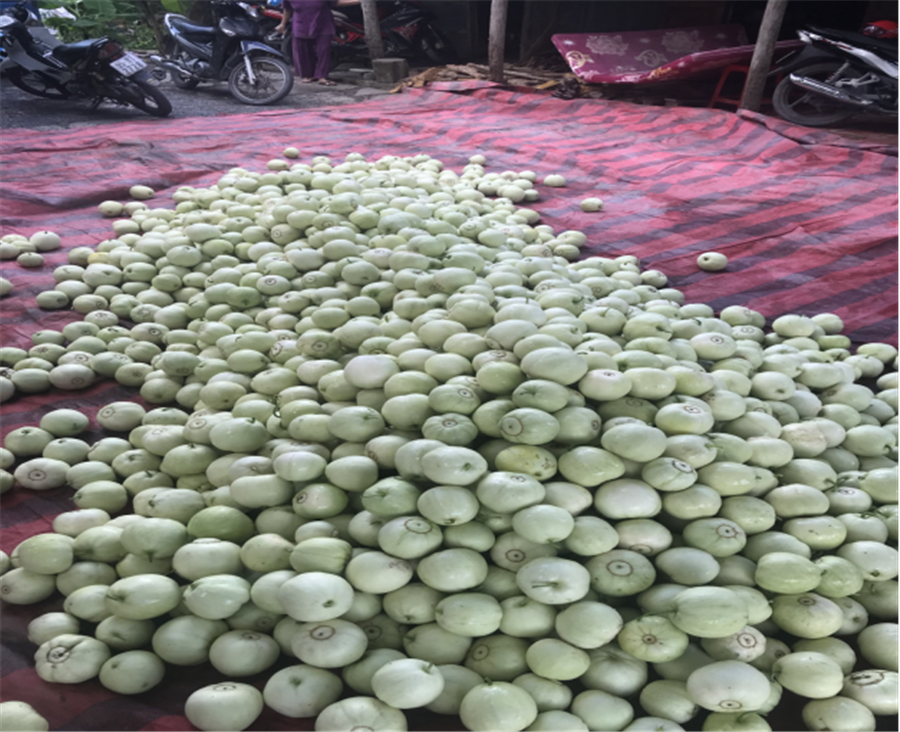 Hình: Dưa lê mới thu hoạch tại vườn anh Phan Thanh Tùng.