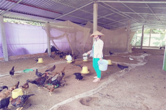 Ảnh: Chị Nguyễn Thị Mộng Tuyền bên đàn gà nuôi được hơn 2 tháng tuổi