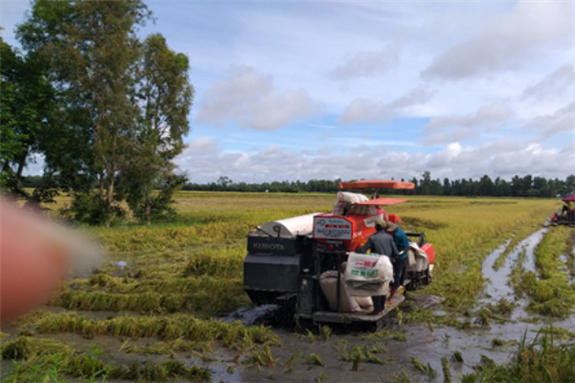 thu hoạch lúa Hè thu 2021 trên địa bàn huyện Long Mỹ
