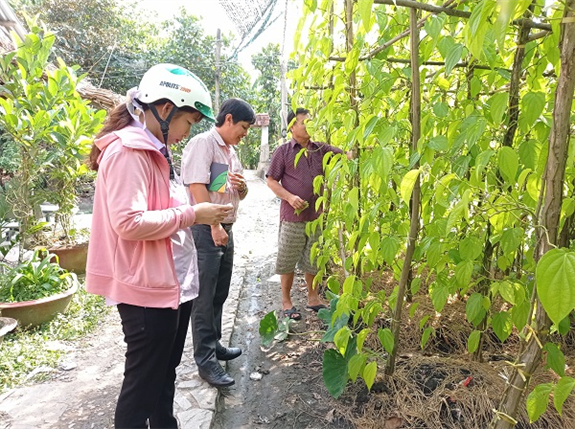 Ảnh: Khuyến nông viên huyện Vị Thủy đến thăm mô hình