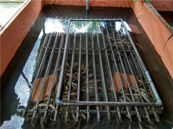 Hình ảnh: Bể nuôi lươn không bùn