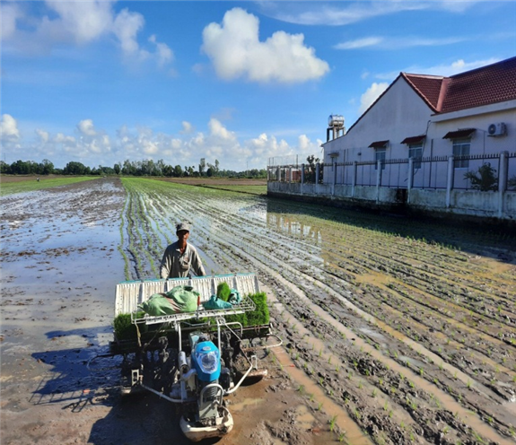 Hình: Ứng dụng mạ khay, máy cấy trong sản xuất lúa tại phường Vĩnh Tường, thị xã Long Mỹ