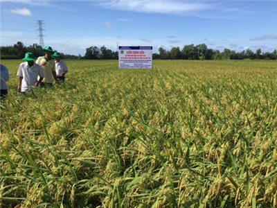 Mô hình sản xuất lúa do Trung tâm khuyến nông và DVNN thực hiện