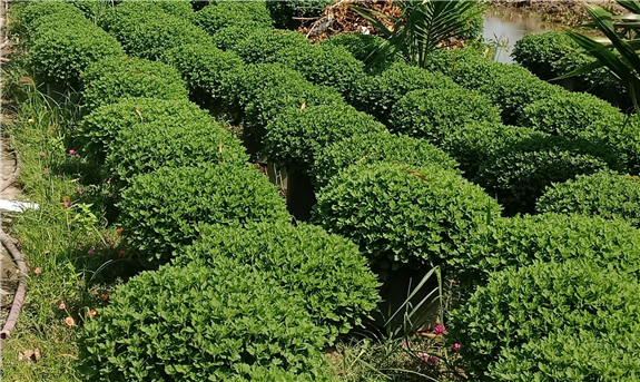 Vườn cúc mâm xôi của gia đình chú Nhuệ khu vực 1, phường IV, Tp Vị Thanh, tỉnh Hậu Giang