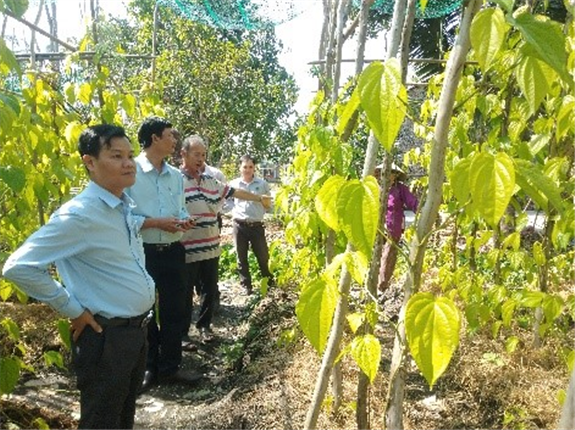 Ảnh: Ban giám đốc Trung tâm khuyến nông và Dịch vụ nông nghiệp Hậu Giang thăm mô hình trồng trầu xã Vị Thủy
