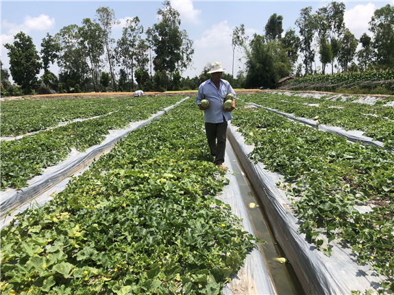 Hình: Ông Trần Thanh Ký đang thu hoạch dưa gang