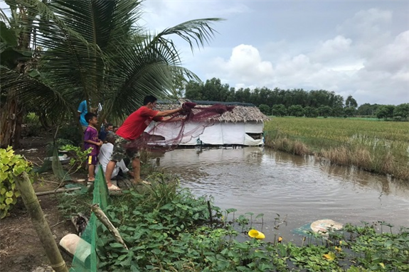 Ông Nguyễn Văn Kết  chài cá để kiểm tra chuẩn bị thu hoạch