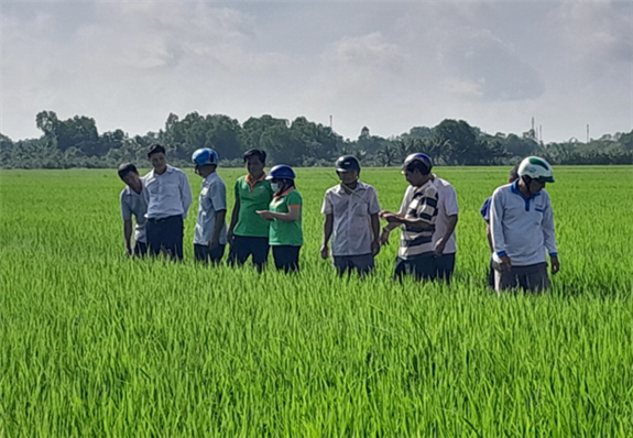 Ông Bành Đức Tín - Phó Giám đốc TTKN&DVNN tỉnh Hậu Giang hướng dẫn nông dân tham quan ruộng ứng dụng cơ giới hóa
