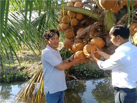 Ảnh: Mô hình trồng dừa sáp trên địa bàn thành phố Ngã Bảy