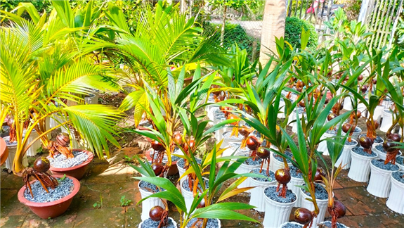 Ảnh: Những chậu dừa bonsai bắt mắt với chữ Tài Lộc đang chuẩn bị phục vụ thị trường trưng bày dịp tết