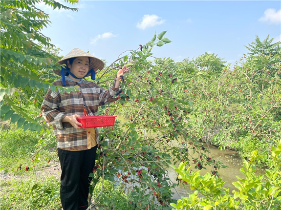 Ảnh: Vườn trồng Dâu tằm của Chị Nguyễn Thị Hồng Mơ, xã Thạnh Hòa, huyện Phụng Hiệp