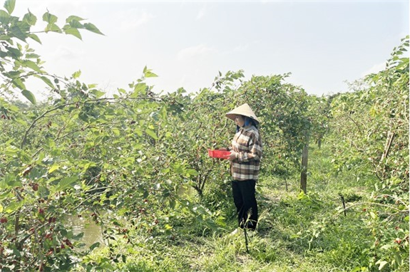 Ảnh: Nông dân đang thu hoạch dâu tầm ăn