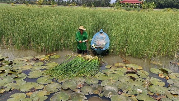 Ảnh: ông Nguyễn Trung Tần bên mô hình trồng bồn bồn