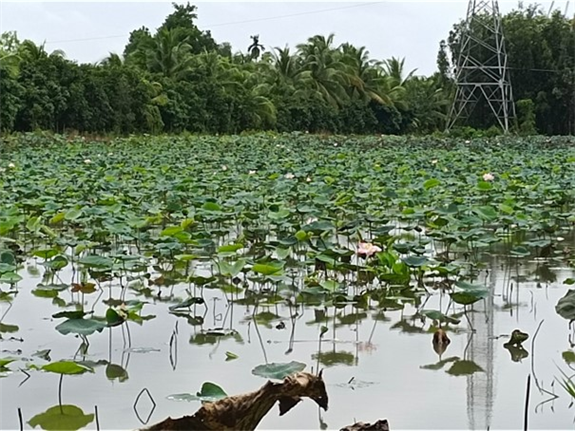 Ảnh: Ruộng sen của ông Lê Văn Kiện, khu vực 5