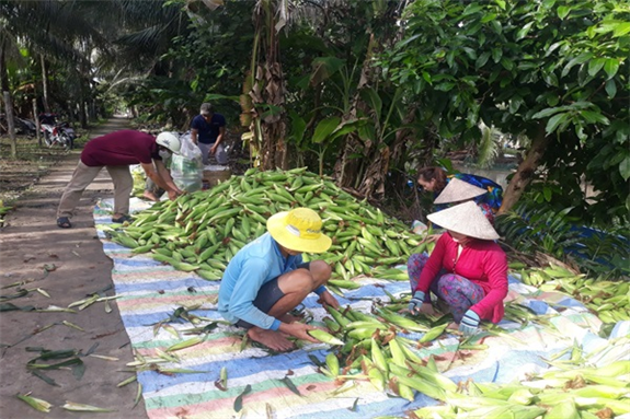 Ảnh: Thương lái đang  thu mua bắp của anh Cao Minh Tuân