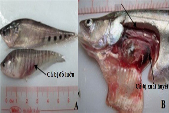 Ảnh: Cá bị bệnh xuất huyết, đỏ lườn