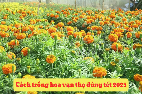 Ảnh: Hoa vạn thọ nở rộ dịp Tết